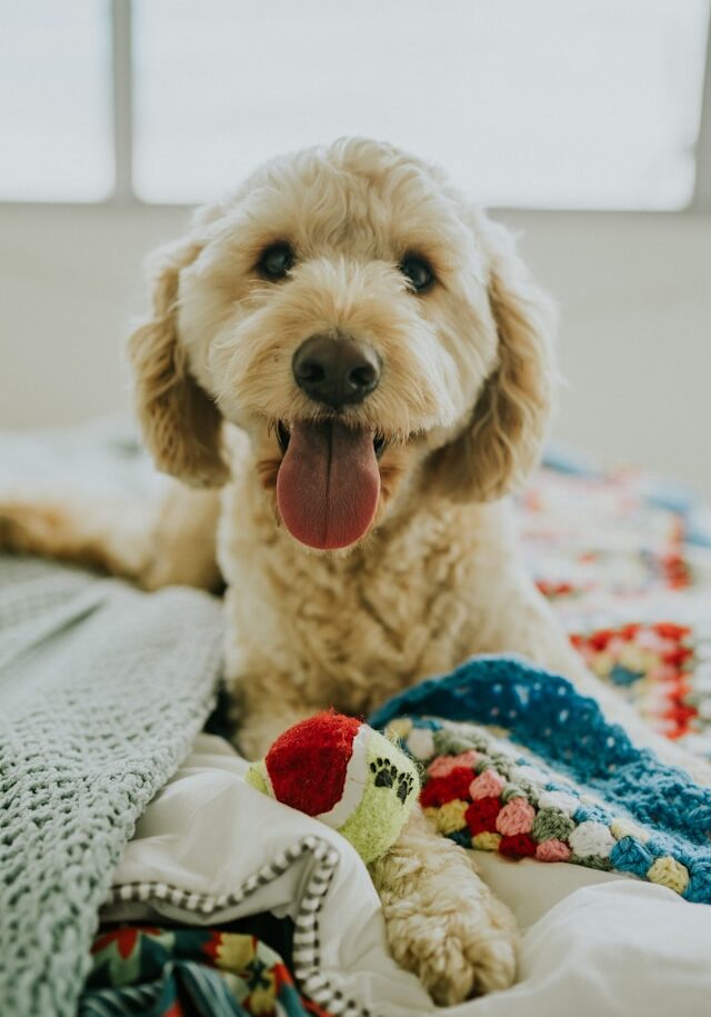 jay-wennington-w_O_tPgxvok-unsplash